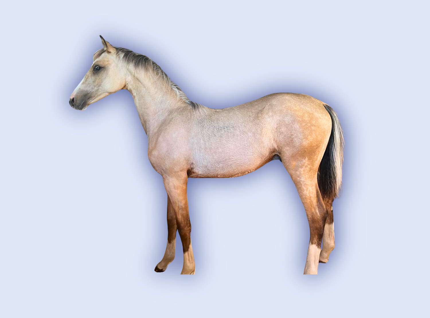 Zapphire Stud